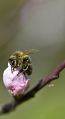 Abeille sur fleur d'arbre fruitier