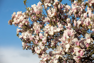 Blooming magnolia tree in April on blue sky background