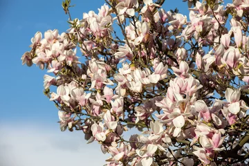 Crédence de cuisine en verre imprimé Magnolia Blooming magnolia tree in April on blue sky background