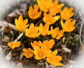 Yellow spring flower -crocus.