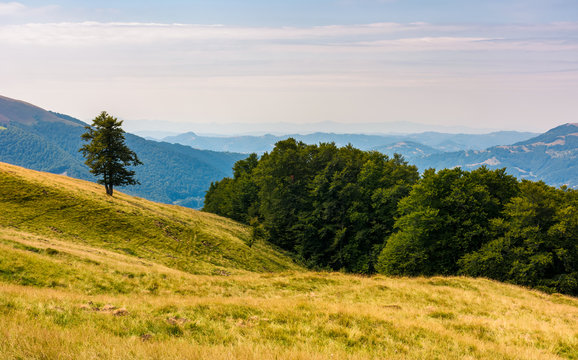 forested hills of Carpathian mountains. beautiful summer landscape. beech trees on a grassy hillside meadow. mountain ridge Krasna in the distance