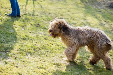 Dog briard goes behind his master on lawn.