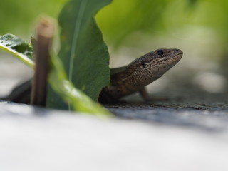 Waldeidechse, Zootoca vivipara, Lacerta vivipara, Bergeidechse, Mooreidechse
