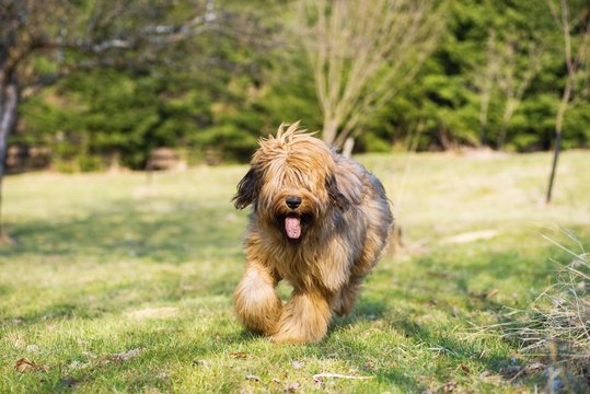 Young female briard puppy (8 months) runs trough meadow.