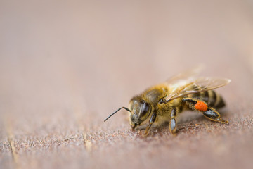 Close up bee standing on a wood board, on the outside