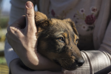 Woman holding puppy closeup