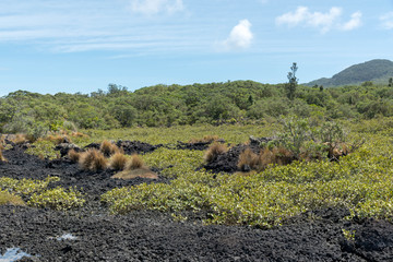 Lavafeld auf Rangitoto