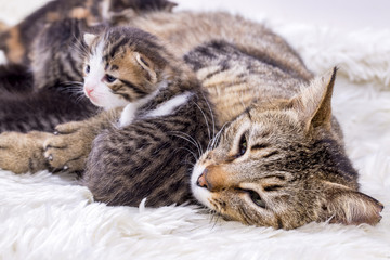 Obraz na płótnie Canvas Baby cat and mother cat