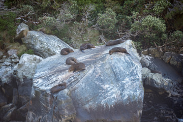 Seerobben Furseals in Neuseeland