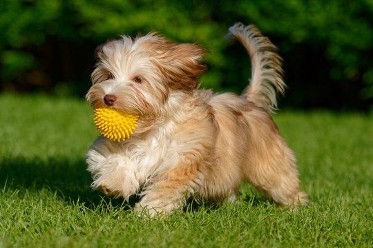 Playful chocolate colored havanese puppy walking with her ball in the grass