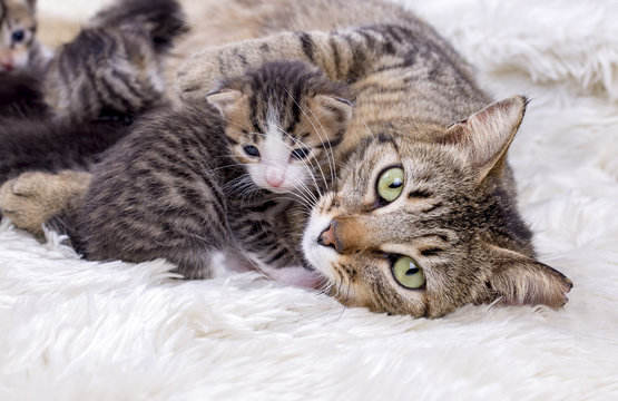 Fototapeta Baby cat and mother cat