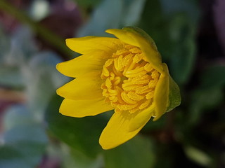 Большой жёлтый цветок на зеленом фоне 