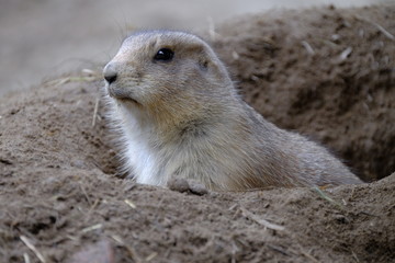 Präriehund, Schwarzschwanz-Präriehund, Cynomys ludovicianus