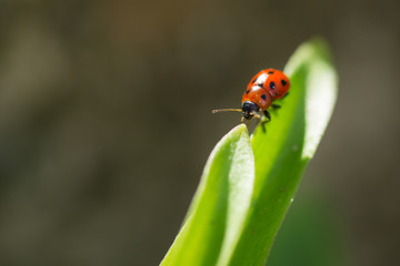 Macro photo of Ladybug in the green leaf. Close up ladybug in leaf. Spring nature scene