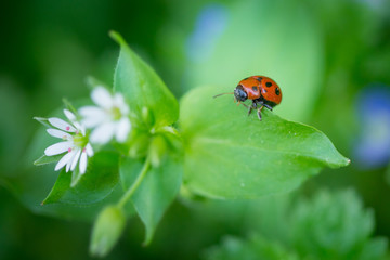 Macro photo of Ladybug in the green leaf. Close up ladybug in leaf. Spring nature scene