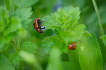 Macro photo of Ladybug in the green leaf. Close up ladybug in leaf. Spring nature scene