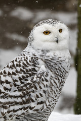 Schnee-Eule, Bubo scandiacus
