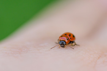 Close up of lady bug on hand