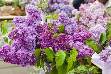 Beautiful bouquet of lilac