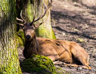 Naklejka na ściany i meble Hirsch im Wald