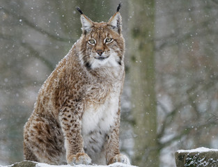 Obraz premium Eurasischer Luchs, Nordluchs, Lynx lynx, Luchs
