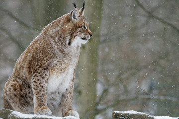 Eurasischer Luchs, Nordluchs, Lynx lynx, Luchs