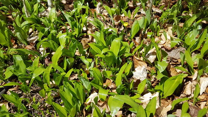 Rhön, Bärlauch und tolle Aussicht