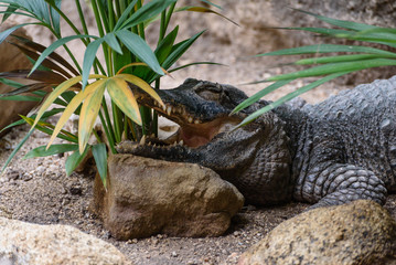 crocodile in the zoo