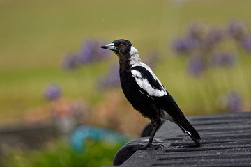 Fototapeta premium The Australian magpie (Gymnorhina tibicen) is a medium-sized black and white passerine bird native to Australia and southern New Guinea. Bird in the rain