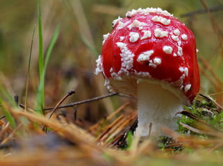 Amanita muscaria, Roter Fliegenpilz