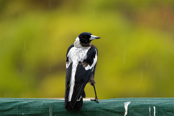 The Australian magpie (Gymnorhina tibicen) is a medium-sized black and white passerine bird native to Australia and southern New Guinea. Bird in the rain