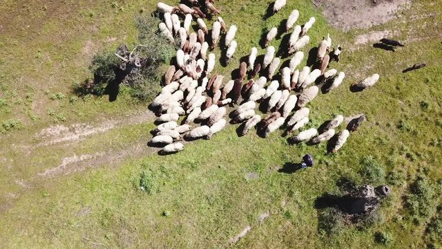 Sheep herd is moving. White sheep on grass background. Animals are grazing in countryside - aerial cinematic view