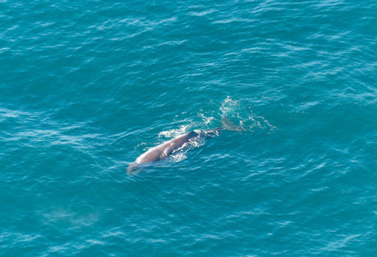 Pottwal aus der Luft