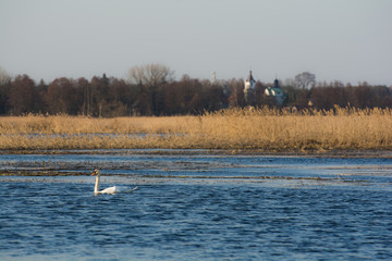 łabędź na tle cerkwi © Katarzyna