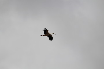 pajaro