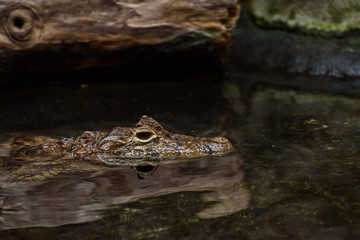 crocodile in the zoo