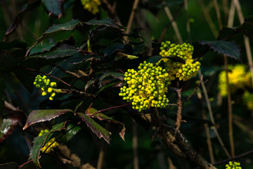 Spring flowers