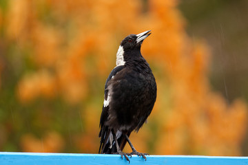 The Australian magpie (Gymnorhina tibicen) is a medium-sized black and white passerine bird native to Australia and southern New Guinea. Bird in the rain
