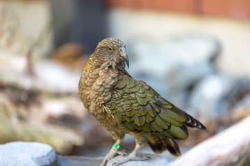 Kea