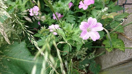 Delicate pink beauty