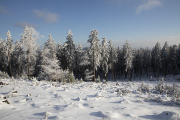 winter landscape in snow at the mountain Feldberg in Hesse