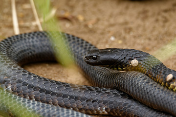 Tiger snakes (Notechis scutatus) are a venomous snake species found in the southern regions of Australia, including its coastal islands, such as Tasmania.