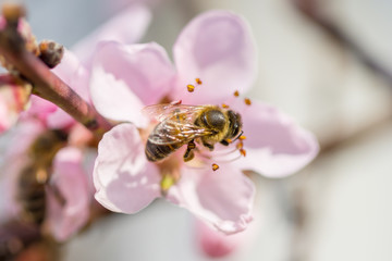 Bee collecting pollen on blooming pink peach flowers on branches. April spring tree blossom