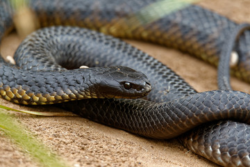 Tiger snakes (Notechis scutatus) are a venomous snake species found in the southern regions of Australia, including its coastal islands, such as Tasmania.