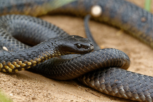 Tiger snakes (Notechis scutatus) are a venomous snake species found in the southern regions of Australia, including its coastal islands, such as Tasmania.