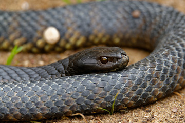 Tiger snakes (Notechis scutatus) are a venomous snake species found in the southern regions of...