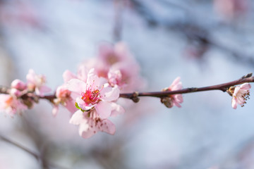Blooming beautiful white  flowers on branches with blue sky in background. April spring tree blossom