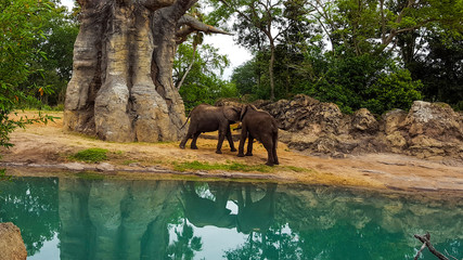 Two elephants wrestling together with their trunks