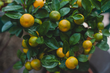 Ornamental tree Calamondin orange