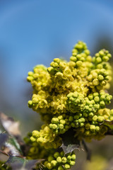 Mahonia aquifolium